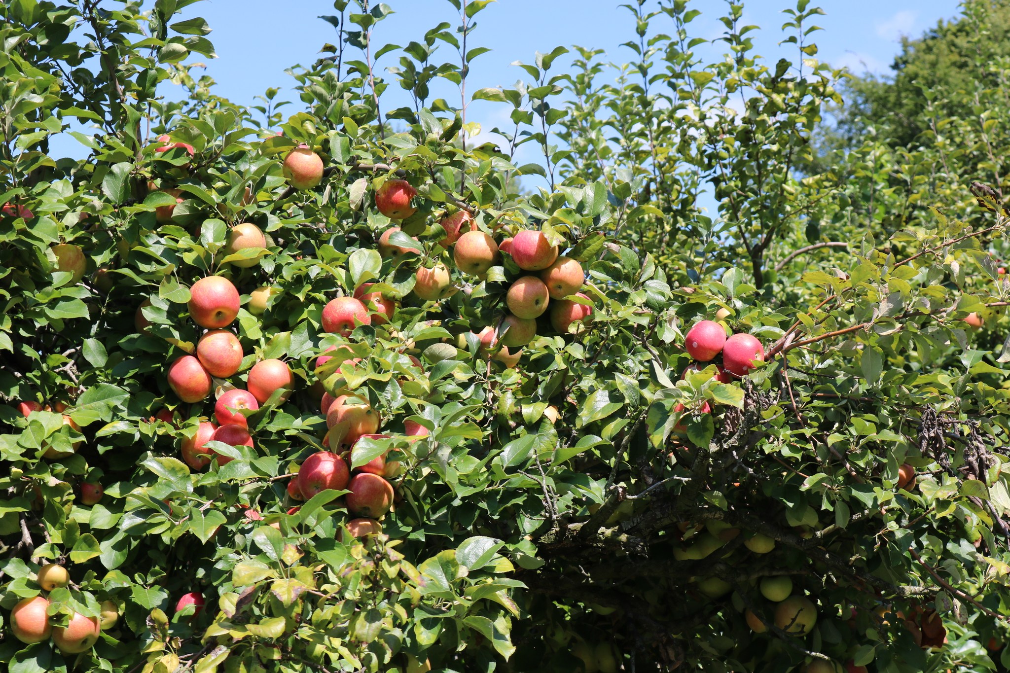 Fresh apples at Bender's Orchard