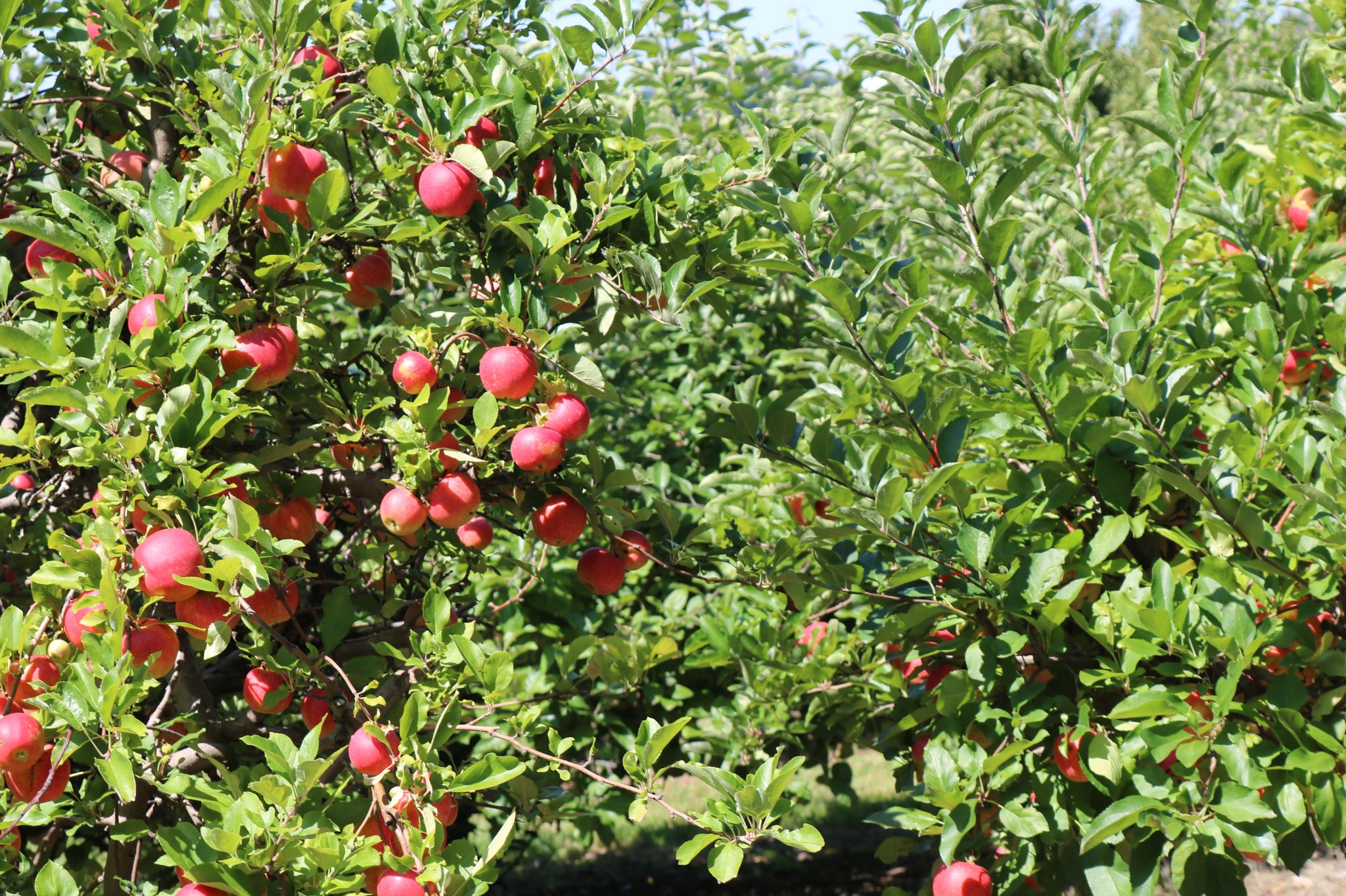 Apple varieties at Bender's Orchard