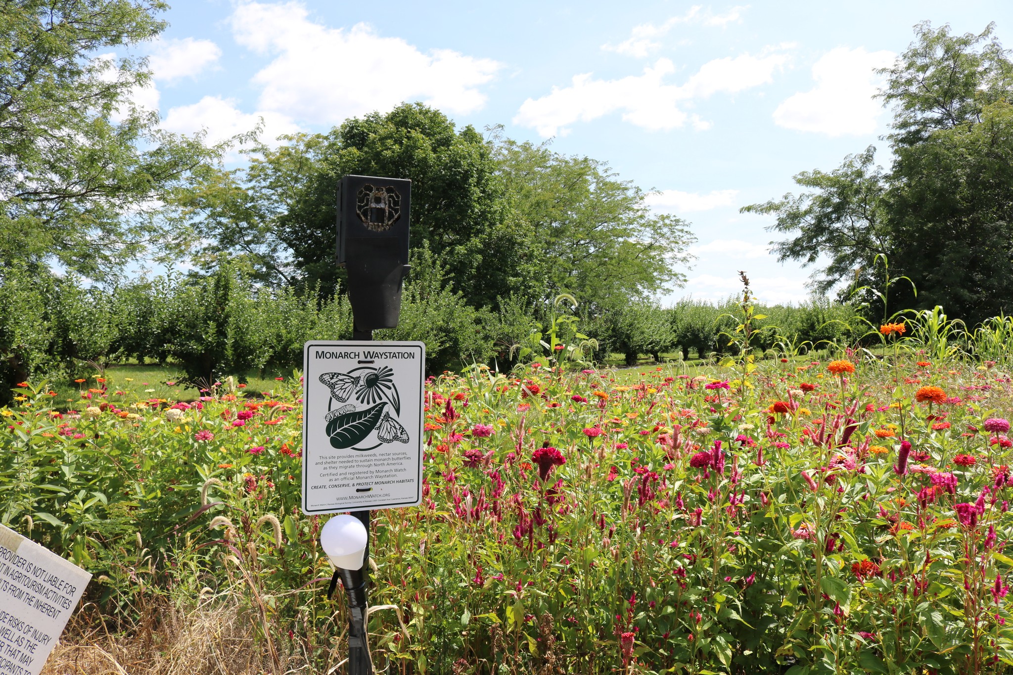 Monarch Waystation at Bender's Orchard
